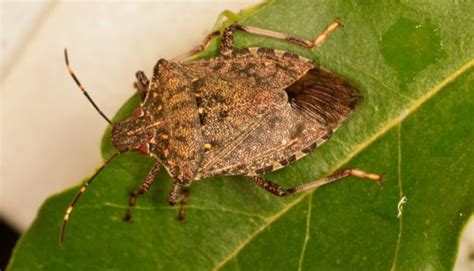 Brown Marmorated Stink Bug Cottage Life