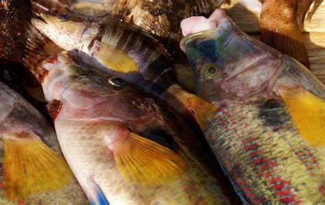 Trapani Fischmarkt Bunte Brassen Fish Market Colourful Flickr