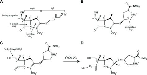 Structures Of Carbapenems A Imipenem With B Lactam Ring Pyrroline