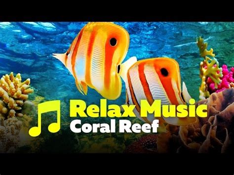 Coral Reef Aquarium The Best Relax Music Hours Sleep Music Hd P