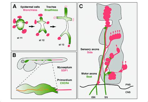 Axon Guidance And Cell Migration Towards And Along Attractive