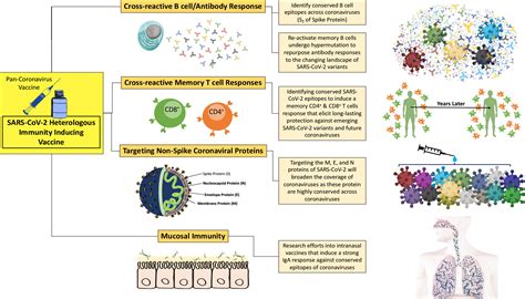 Frontiers Heterologous Immunity Induced By 1st Generation Covid 19