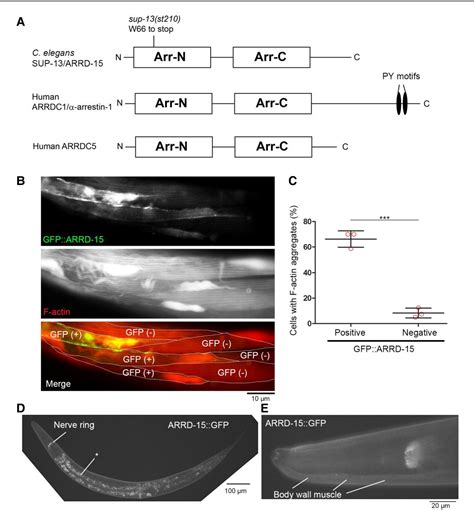 Figure From The Arrestin Sup Arrd Promotes Isoform Turnover