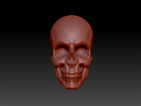 Anatomy Help Zbrushcentral
