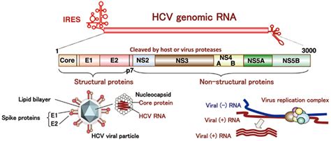 Matched Antigen Pairs For Hcv Serology Test Creative Diagnostics