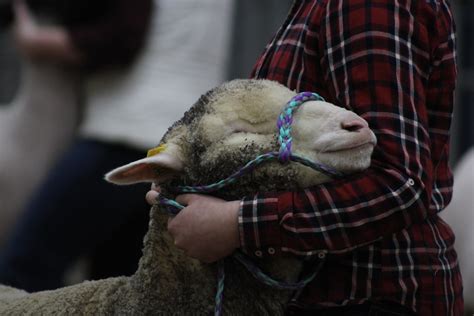 2023 Junior Breeding Sheep Show Flickr