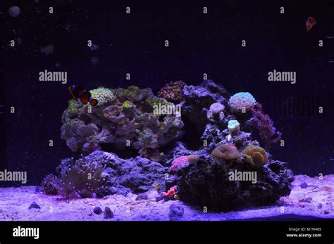 Home Aquarium Reef Stock Photo Alamy