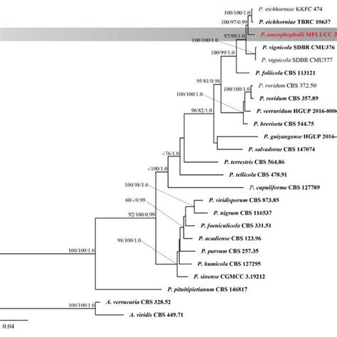 Phylogenetic Tree Generated By Maximum Likelihood Analysis Of Combined Download Scientific