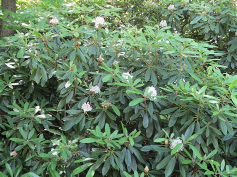 Rhododendron Bloom Report July Nh State Parks