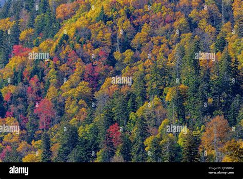 Fall Color Trees Along Newfound Gap Road Great Smoky