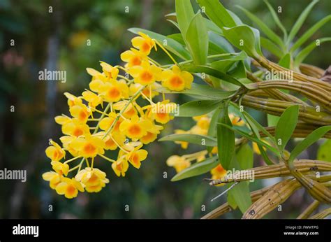 Dai Orchid Dendrobium Chrysotoxum Lindl Stock Photo Alamy