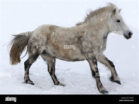 Shetlandpony im schnee Fotos und Bildmaterial in hoher Auflösung Alamy