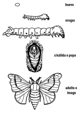 Las Mariposas La Metamorfosis