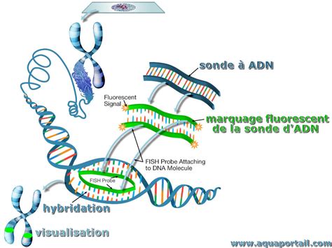 Sondes Adn D Finition Et Explications