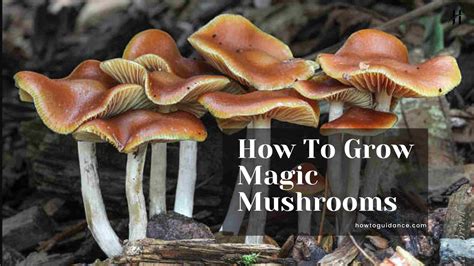 How To Grow Magic Mushrooms Step By Step HTG