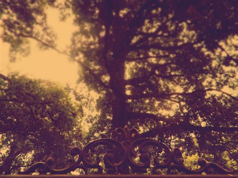 Free Images Tree Branch Cloud Sky Sunset Sunlight Morning