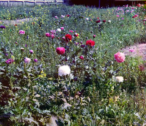 Махровые маки. С. М. Прокудин-Горский.