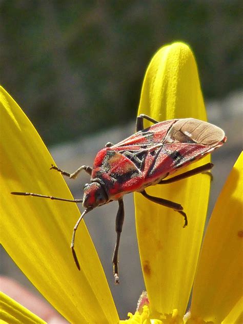 Free Images Petal Daisy Red Insect Bug Fauna Invertebrate