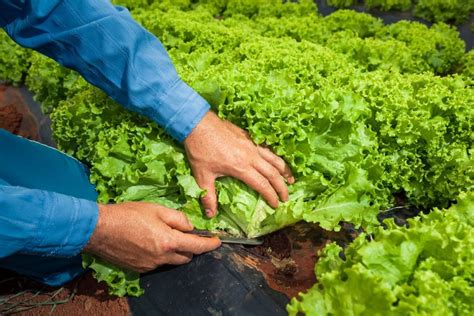 Alface Benef Cios Tipos E Como Plantar Receitas