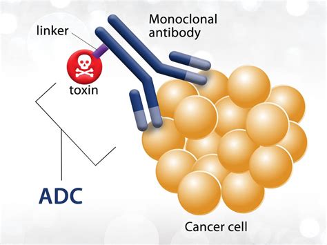 Expanding The Horizon Of Antibody Drug Conjugates For Cancer Treatment