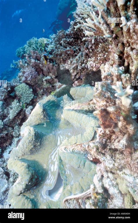 Australia Great Barrier Reef Giant Clam Tridacna Crocea Clam