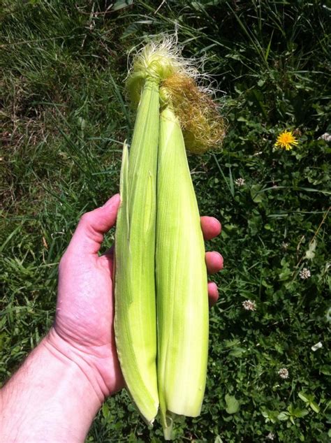 Growing Baby Sweet Corn: The Complete How-To Guide