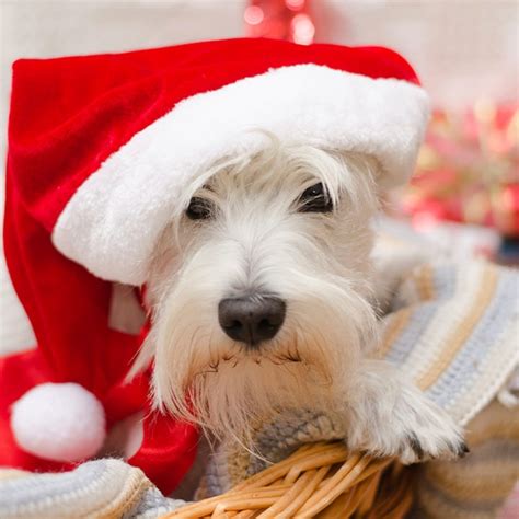 Cold Weather Animal Safety American Veterinary Medical Association