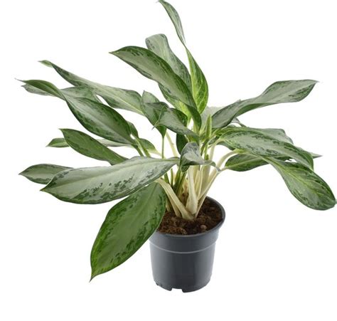 Groene Plant Epipremnum Aglaonema Hoogte Cm Van Botanicly Bol