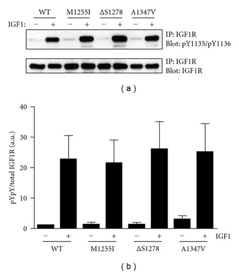 Cellular Autophosphorylation Activity Of Wild Type And Mutant