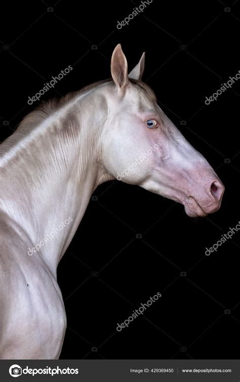 Cremello Akhal Teke Stallion Isolated Black Background Still Portrait ...