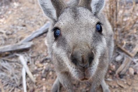 Hope For Wallabies So Endangered They Were Thought To Be Extinct Abc News