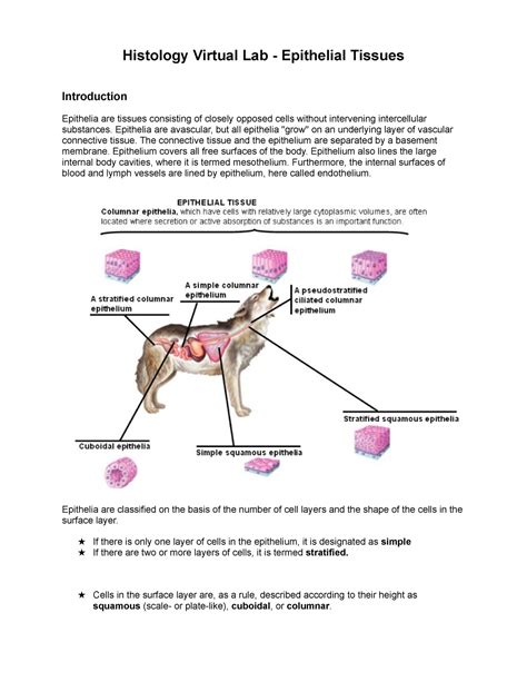 Copy Of Histology Virtual Lab Epithelial Tissues Introduction Epithelia Are Tissues