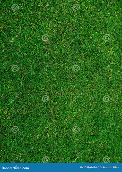 Green Grass Texture Background Top View Of Bright Grass Garden Idea