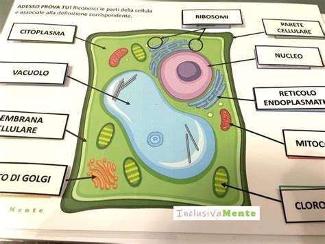 La Cellula Inclusivamente