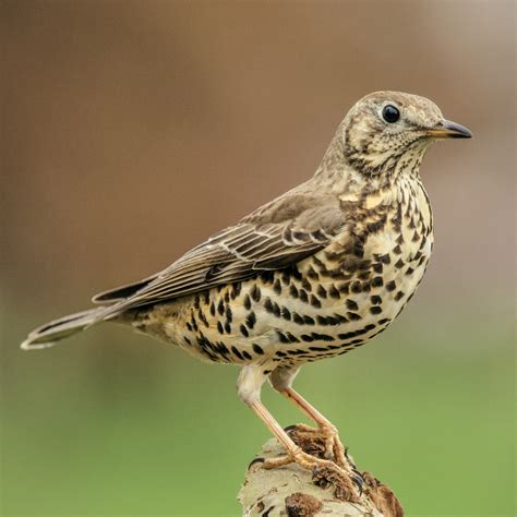 Mistle Thrush Turdus Viscivorus Songbird Factfile