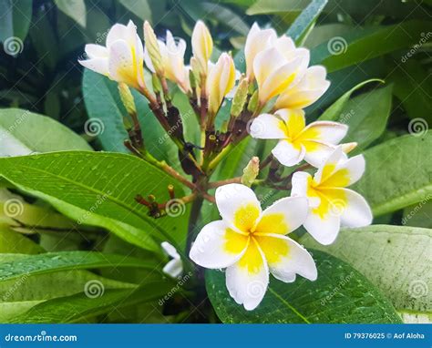 Flor Blanca Y Amarilla Del Plumeria Imagen De Archivo Imagen De