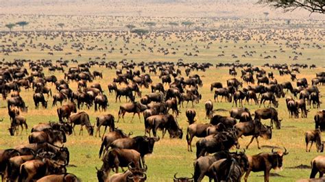 The Great Wildebeest Migration Lions And Crocs Are Waiting Nat Geo