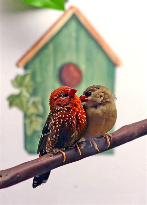 Strawberry Finch Facts As Pets Behavior Care Pictures