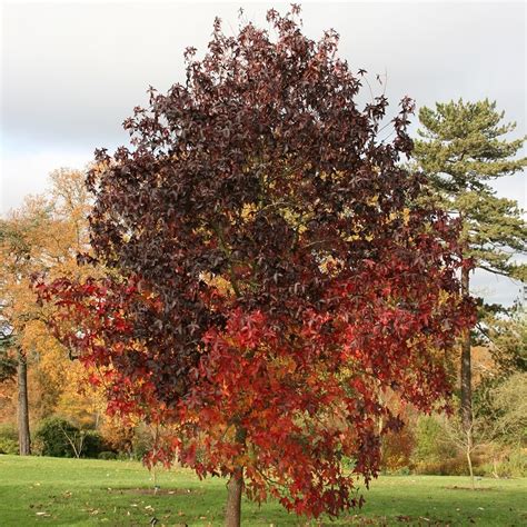 Buy Sweet Gum Worplesdon Syn Liquidambar Worplesdon