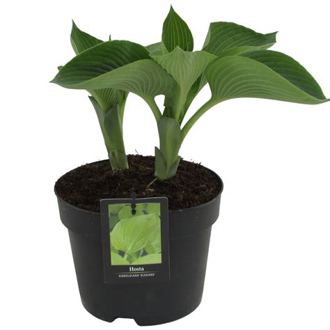 Craigmarloch Nurseries Hosta Sieboldiana Elegans