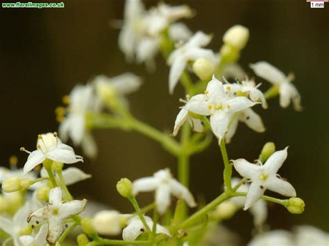 Galium Album Picture 10 Of 23