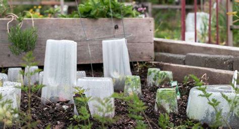 43 DIY Garden Cloche Ideas: Shielding Plants from the Cold - Zone 7 ...