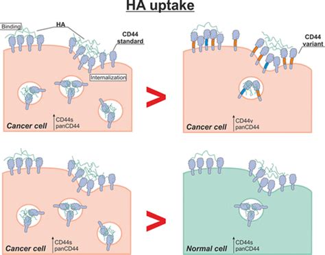 Evaluating The Efficiency Of Hyaluronic Acid For Tumor Targeting Via