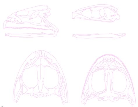 z 422 lissamphibia skull Diagram | Quizlet