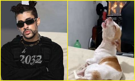 Ay dolor Perrito llora al escuchar canción de Bad Bunny y enternece