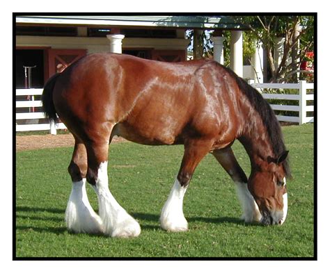 Big Red Clydesdale Horses Horses