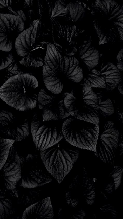 Black Flower Wallpapers Top Free Black Flower Backgrounds