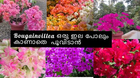 Bougainvillea Flowering Tips Planting To Bloom Without Seeing A