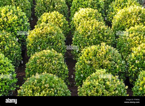 Boj Buxus sempervirens Plantas ornamentales Fotografía de stock Alamy