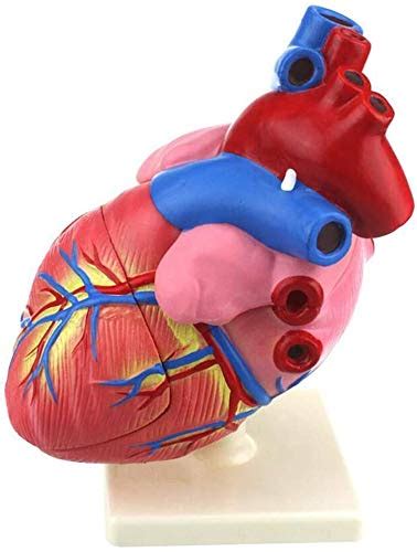 Buy Educational Model Anatomical Model Of Human Heart Closeup Human